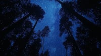 Starry Forrest Skies
