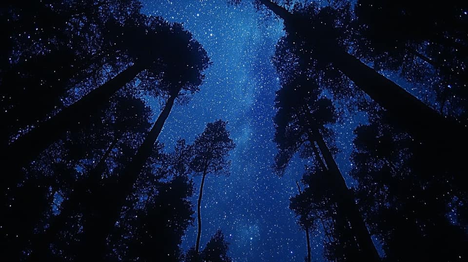 Starry Forrest